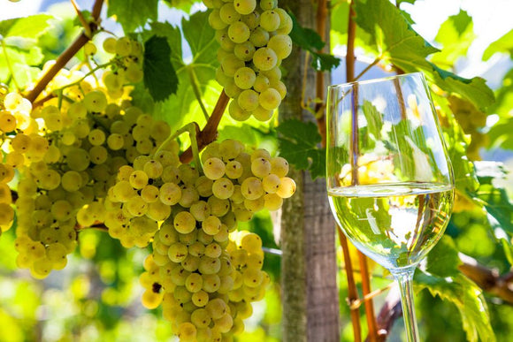 Goldener Herbst - Weingut Fuhrmann & Sohn
